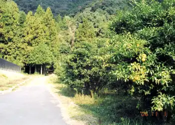 萩往還　悴坂峠の風景