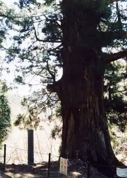 矢立の杉