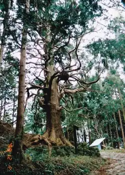 捻木の杉