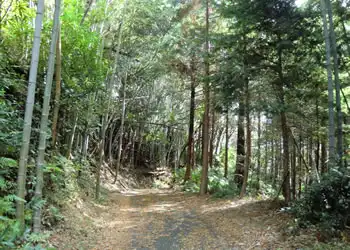 林間の道 