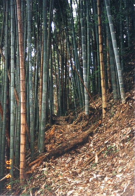 	峠の竹林	