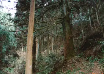 高野参詣道・町石道　杉の大木