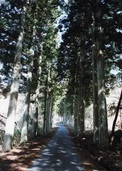 杉並木の道