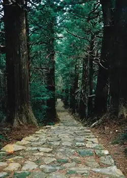 杉並木の参道