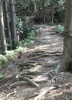 木の根の道