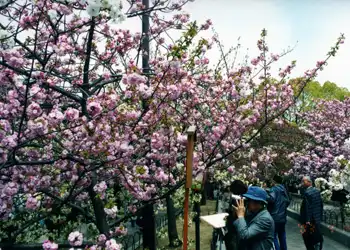 京街道　春の風物詩「造幣局・桜の通り抜け
