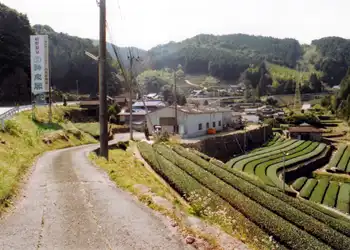 長崎街道　茶畑