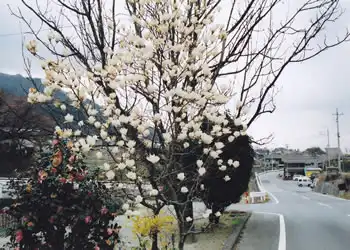 木れんの花