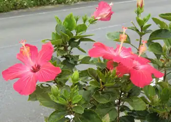 沿道の花