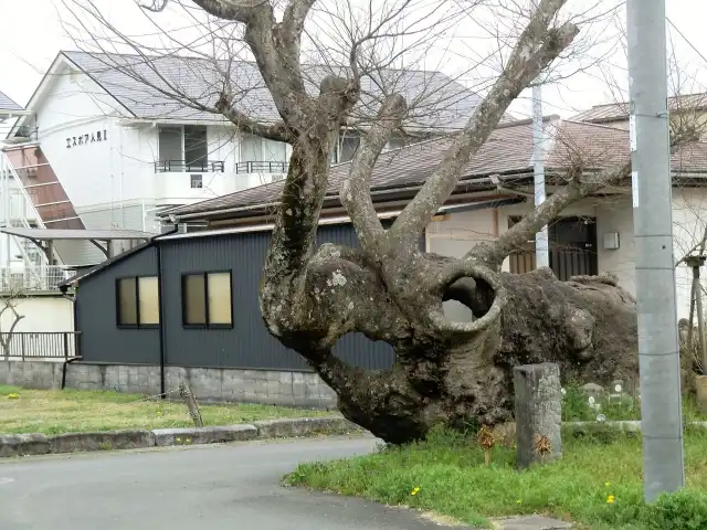 ケヤキの大木