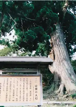 安田の大杉