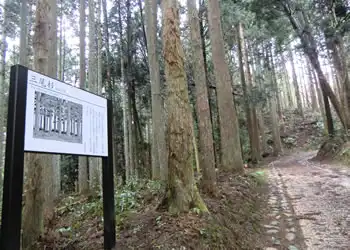 三尾杉